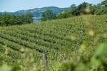 I vigneti e l'azienda agricola