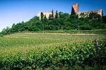 I vigneti e l'azienda agricola